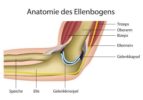 Ellenbogenanatomie