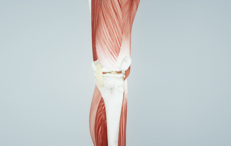Anatomie